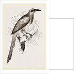 Nexican Motmot by Anonymous