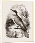 Bee-eater by Anonymous