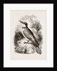 Bee-eater by Anonymous