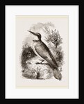 Bee-eater by Anonymous