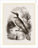 Bee-eater by Anonymous