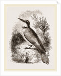 Bee-eater by Anonymous