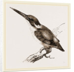 New Holland Kingfisher by Anonymous