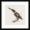New Holland Kingfisher by Anonymous