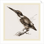 New Holland Kingfisher by Anonymous