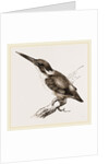 New Holland Kingfisher by Anonymous
