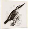 Sacred Kingfisher by Anonymous