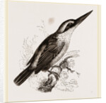 Sacred Kingfisher by Anonymous