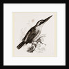 Sacred Kingfisher by Anonymous