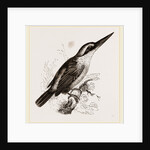 Sacred Kingfisher by Anonymous