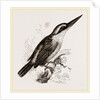 Sacred Kingfisher by Anonymous