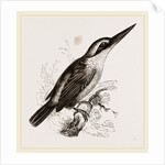 Sacred Kingfisher by Anonymous