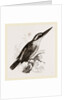 Sacred Kingfisher by Anonymous