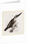 Sacred Kingfisher by Anonymous
