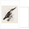 Sacred Kingfisher by Anonymous