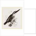 Sacred Kingfisher by Anonymous