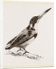 Burung biru by Anonymous
