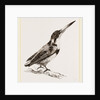 Burung biru by Anonymous