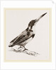 Burung biru by Anonymous