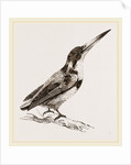Burung biru by Anonymous