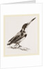 Burung biru by Anonymous