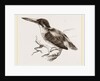 Common Kingfisher by Anonymous