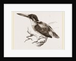 Common Kingfisher by Anonymous