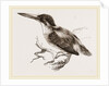 Common Kingfisher by Anonymous
