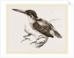 Common Kingfisher by Anonymous