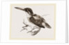 Common Kingfisher by Anonymous