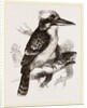 Gigantic Kingfisher by Anonymous