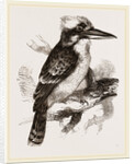 Gigantic Kingfisher by Anonymous
