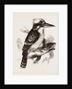Gigantic Kingfisher by Anonymous