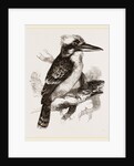 Gigantic Kingfisher by Anonymous