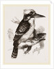 Gigantic Kingfisher by Anonymous