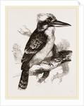 Gigantic Kingfisher by Anonymous