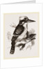Gigantic Kingfisher by Anonymous