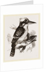 Gigantic Kingfisher by Anonymous