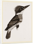 Kingfisher by Anonymous