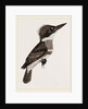 Kingfisher by Anonymous