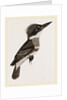 Kingfisher by Anonymous