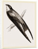 Long-winged Swift by Anonymous