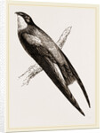 Long-winged Swift by Anonymous