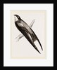 Long-winged Swift by Anonymous