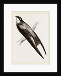 Long-winged Swift by Anonymous