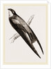 Long-winged Swift by Anonymous
