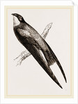 Long-winged Swift by Anonymous