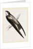 Long-winged Swift by Anonymous