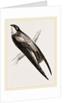 Long-winged Swift by Anonymous