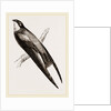 Long-winged Swift by Anonymous